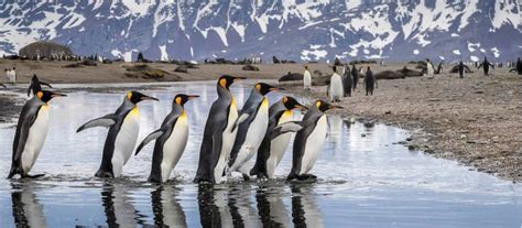 Sub-Antarctica Cruises and Voyages with World Expeditions