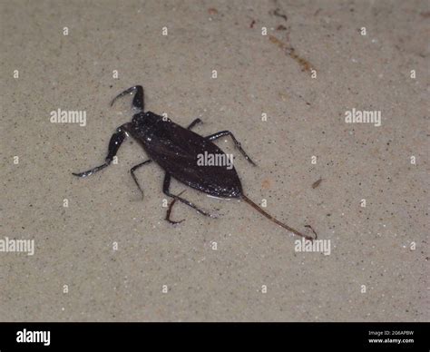 Water scorpion (Nepa cinerea). Predatory aquatic bug in the family ...