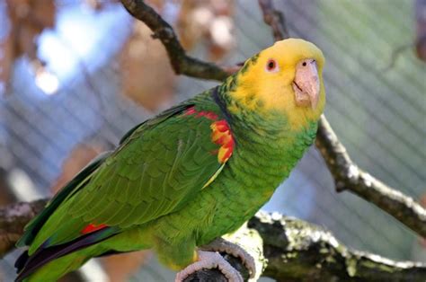 Loro de Cabeza Amarilla (Amazona Oratrix): Una de las especias más ...