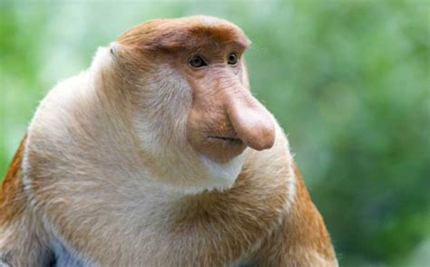 Proboscis monkey highly dependent on riparian areas for survival: study | New Straits Times ...