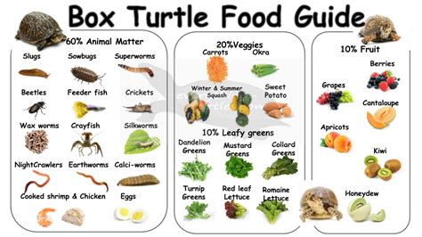 painted box turtle diet - Nikia Dasilva