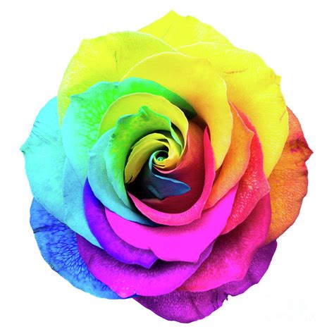 Closeup of a rainbow colored rose in full bloom Digital Art by Amy Cicconi - Fine Art America