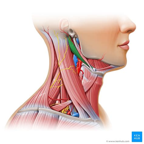 Carotid triangle: anatomy, contents, borders/boundaries | Kenhub