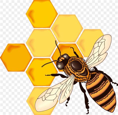 Honey Bee Honeycomb Drawing, PNG, 1048x1024px, Bee, Arthropod, Bumblebee, Coloring Book, Drawing ...