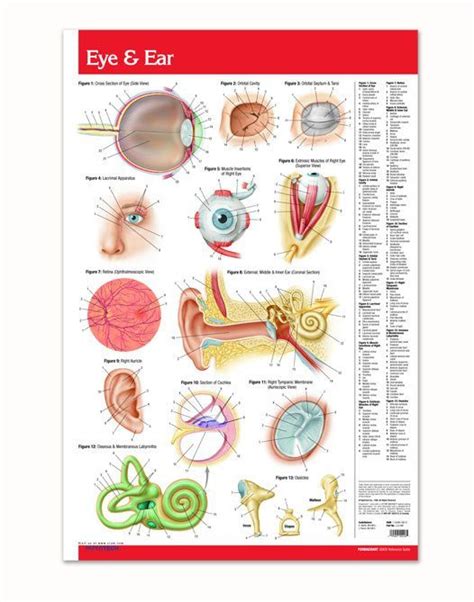 Eye and Ear Poster - Medical 24" x 36" Laminated Quick Reference