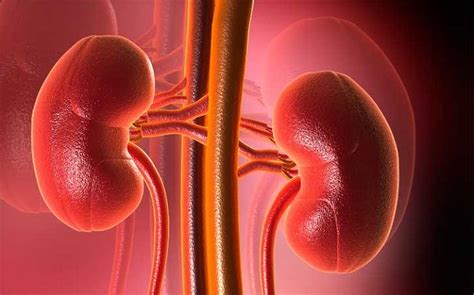 Glomerulonephritis: Types, Symptoms, Causes, Diagnosis and Treatment - Scope Heal