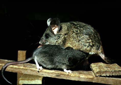 ADW: Peromyscus californicus: INFORMATION