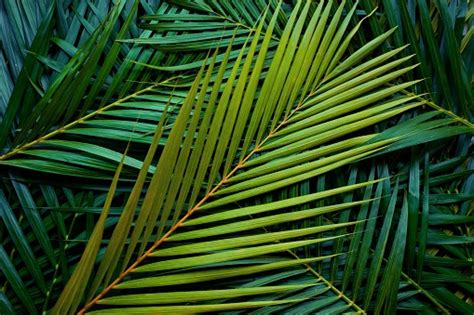 What is a palm frond? Parts, types, and uses – Pretty Backyard