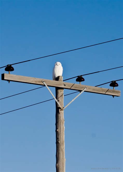 Prairie Nature: Snowy Owls near Regina