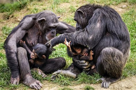 Playful Apes, Toddlers, and Infants May Improve Our Understanding of Humor's Evolution | Nature ...