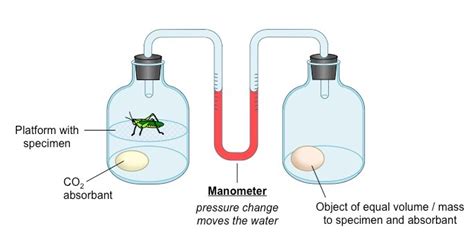 Write 2 experiments that proves that oxygen is used up in respiration.Explain in detail how does ...