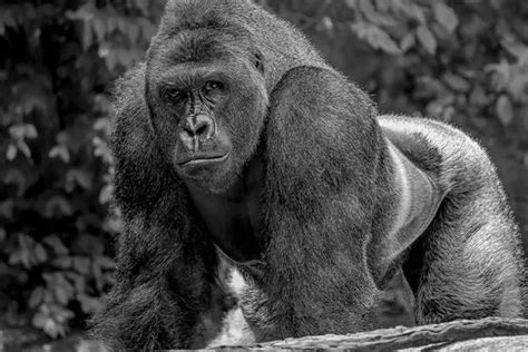 Gorilla 'named Harambe McHarambeface after zoo's public vote' - but is ...