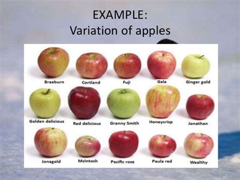 Variation in organisms