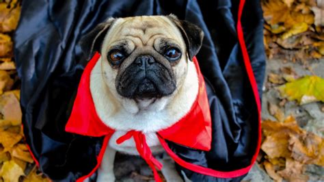 19 Best Dog Costumes for a Howl-ing Good Halloween | BeChewy