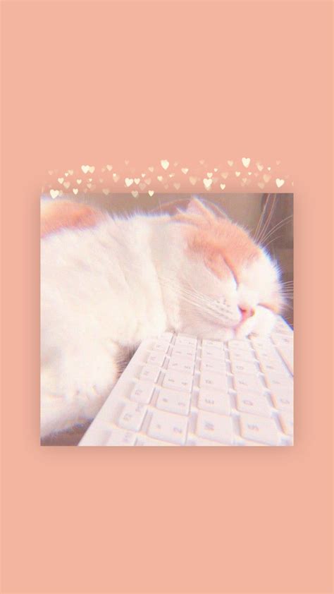 10 Best cat wallpaper aesthetic ipad You Can Download It Without A Penny - Aesthetic Arena