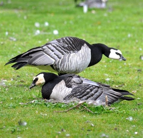 Barnacle geese incubating eggs | Waterfowl taxidermy, Goose, Barnacles