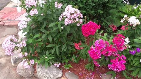 Pruning Tall Summer Phlox aka Garden Phlox - YouTube in 2021 | Flower ...