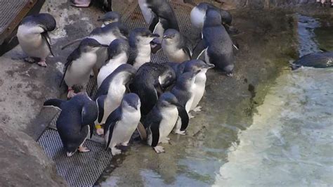 Little Penguins@Taronga Zoo Sydney - YouTube