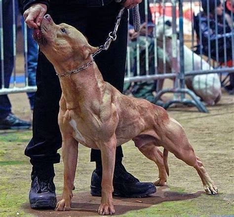 Worlds Most Aggressive Dog Breeds | PetHelpful