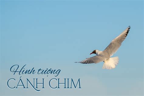 Cánh chim - Một hình tượng nghệ thuật đặc sắc trong văn học | Yên Văn