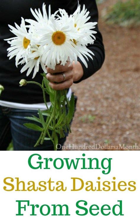 Growing Shasta Daisies From Seed - One Hundred Dollars a Month | Shasta daisies, Shasta, Flowers ...