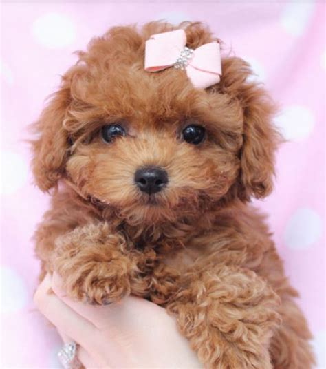 Beautiful puppy picture of little light brown toy poodle dog.JPG