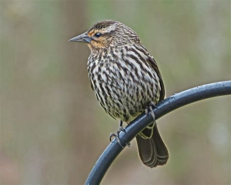 Red-winged Blackbird female - FeederWatch