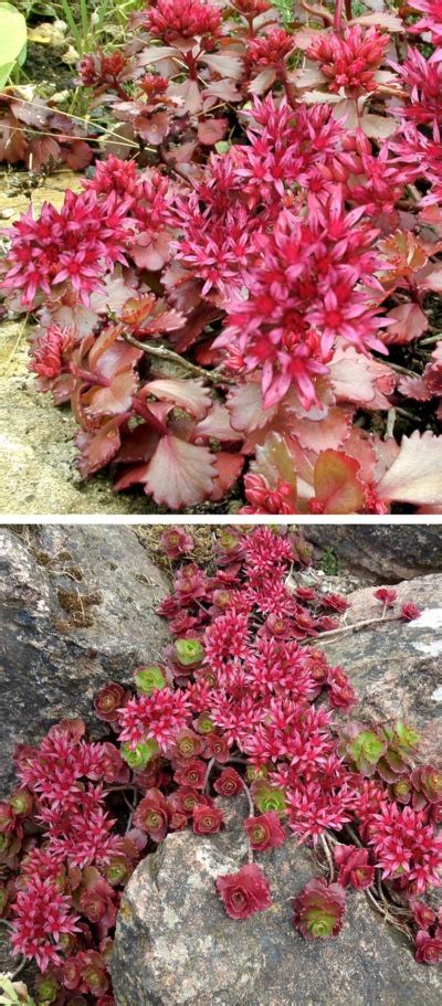 Hoo House Nursery - Sedum spurium 'Dragon's Blood'