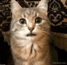 Cat Sticking Tongue Out Gif GIFs | Tenor