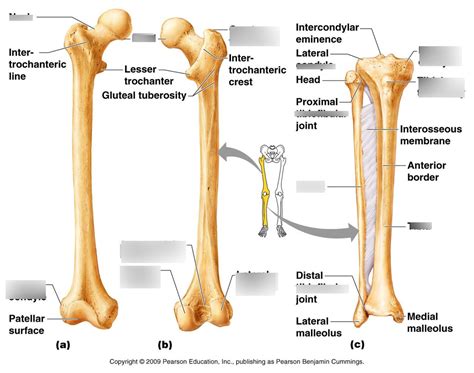 Bones of Thigh and Bone Features Diagram | Quizlet