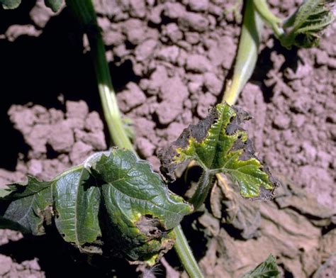 Squash | Diseases and Pests, Description, Uses, Propagation