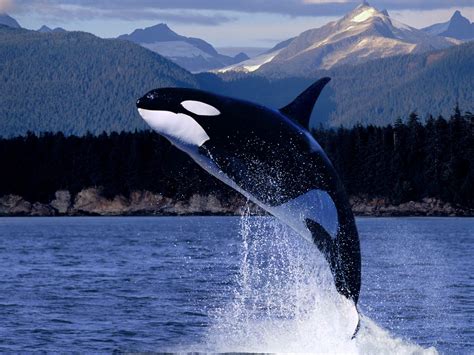 🔥 [150+] Ocean Animals Wallpapers | WallpaperSafari