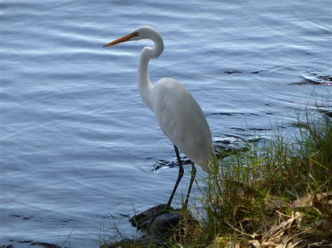 Free photo: Great White Heron - Bird, Food, Great - Free Download - Jooinn