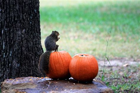 Fox Squirrel Eating Pumpkin Free Stock Photo - Public Domain Pictures