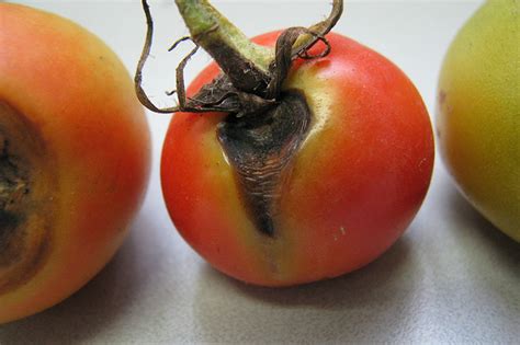 How to Eradicate Early Blight on Tomatoes (Alternaria)