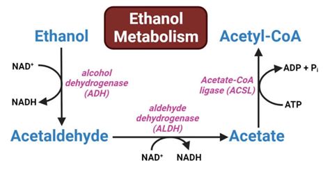 Ethanol Metabolism: Enzymes, Steps, Reactions