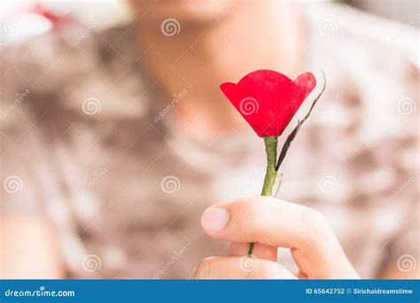 Red Poppy is a Symbol of Thailand Veterans Day Stock Photo - Image of ...