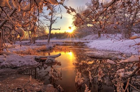 Winter Sunrise Forest