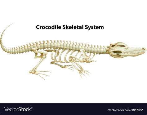 A crocodiles skeletal system Royalty Free Vector Image