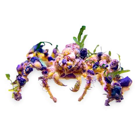 Decorator Crab – Top Shelf Aquatics