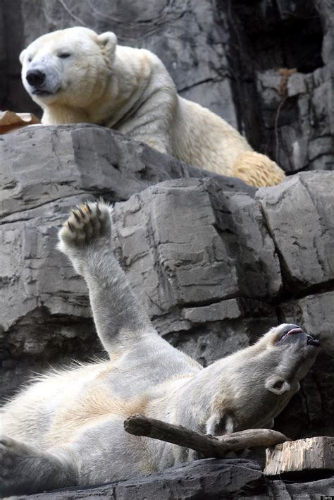 Gus, Central Park Zoo's Polar Bear, Has Died | HuffPost Impact