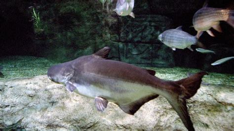 The Mekong Catfish: Habitat, Diet, and Conservation Status - Tcrascolorado