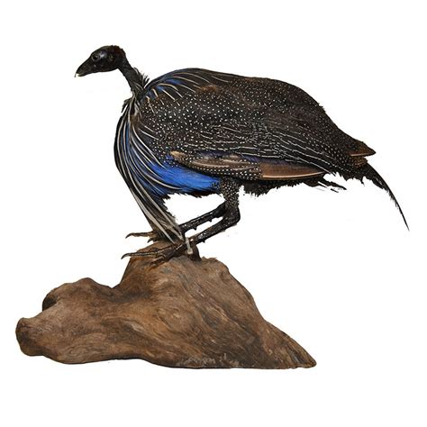 Exotic Bird - Vulturine Guineafowl - Taxidermy Mounts for Sale and ...