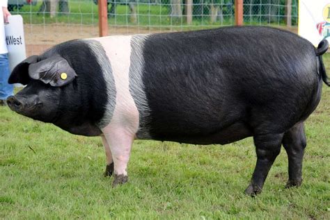 Rare Pig Breeds