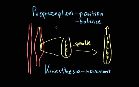 Proprioception vs. Kinesthesia | Primal movement