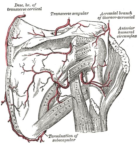 Axillary Artery – howMed