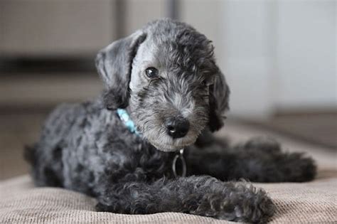 Bedlington Terrier Puppies Behavior And Characteristics In Different ...