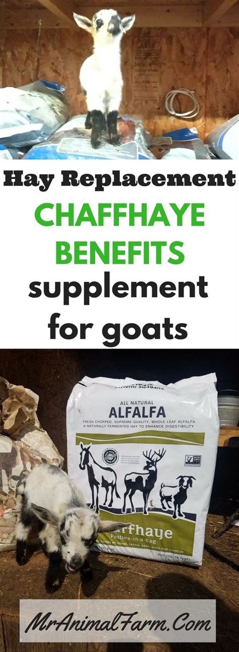 Chaffhaye Benefits - Hay Replacement or Supplement for Goats | Mranimal ...