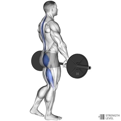 Single Leg Romanian Deadlift Standards for Men and Women (kg ...