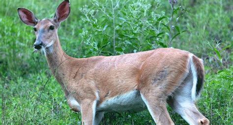 Whitetail Deer Age Chart and What to Look For - Feed That Game